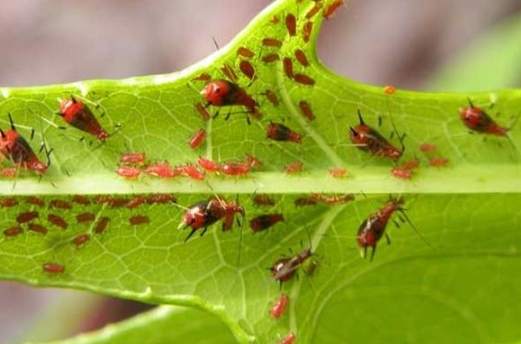 羅漢松害蟲處理 羅漢松害蟲處理