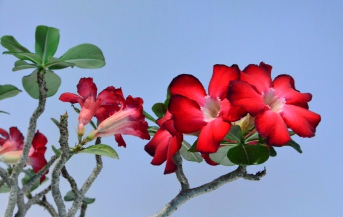 沙漠玫瑰養護方法