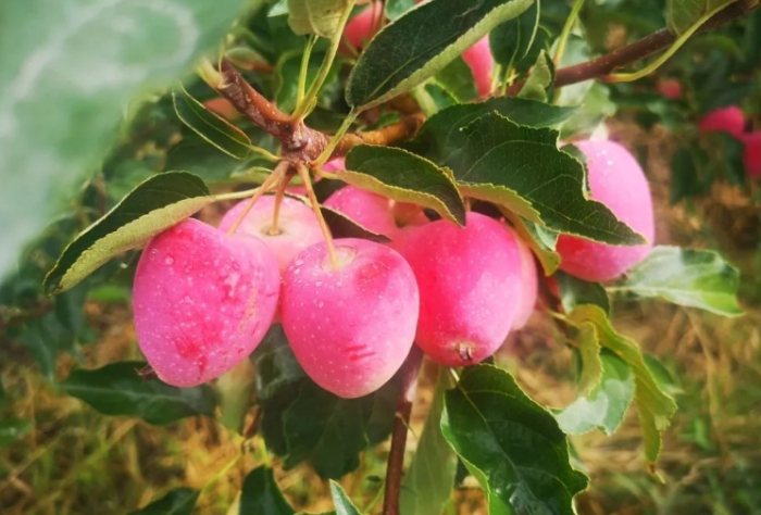 海棠果吃法 海棠果吃法