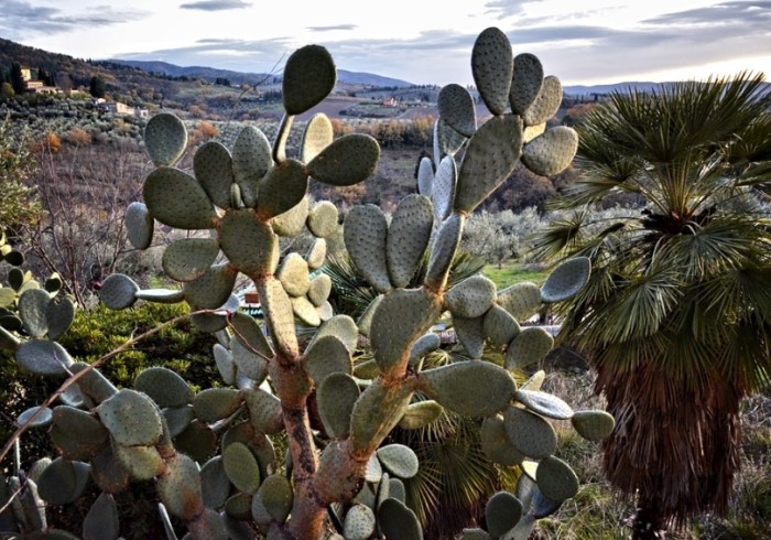 仙人掌種植方法