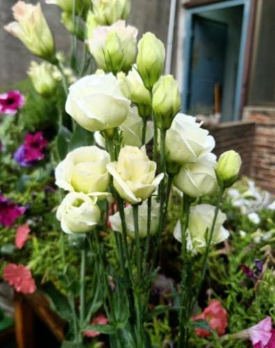 粉色洋桔梗送禮