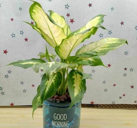 水耕萬年青 水耕萬年青