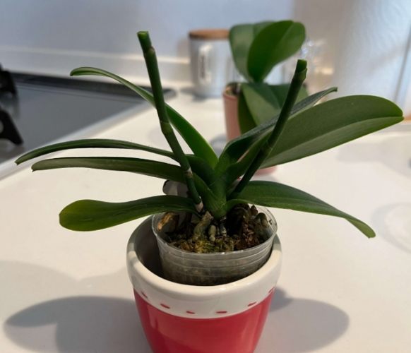 蘭花嫁接技術 蘭花嫁接技術