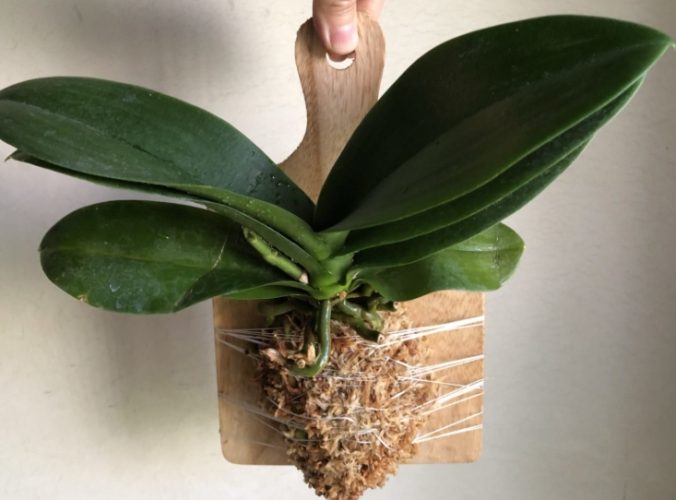 蘭花接枝 蘭花接枝