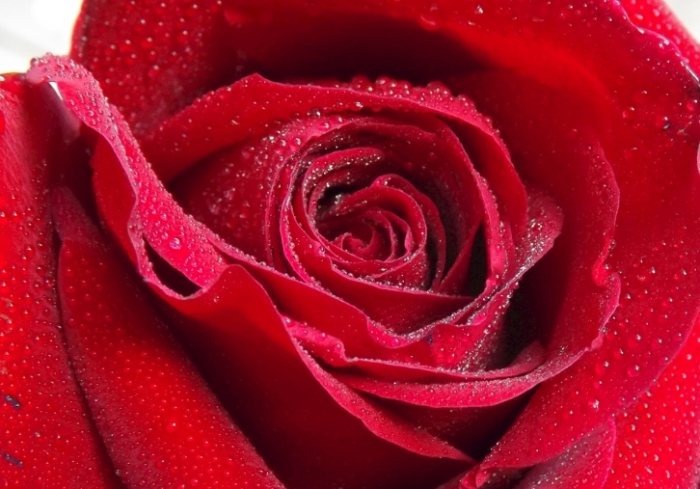 玫瑰病害 玫瑰病害