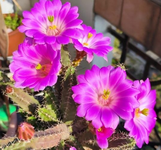 仙人掌變紫色 仙人掌變紫色