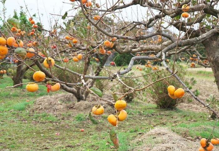 柿子樹高壓 柿子樹高壓