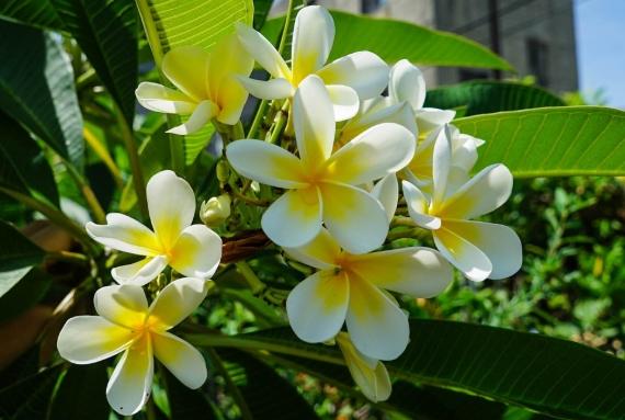 雞蛋花養護技巧 雞蛋花養護技巧