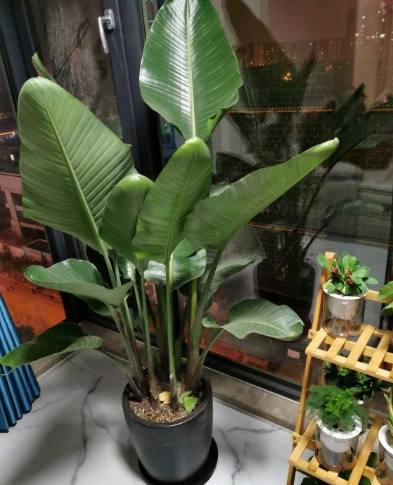 天堂鳥修剪方法 天堂鳥修剪方法