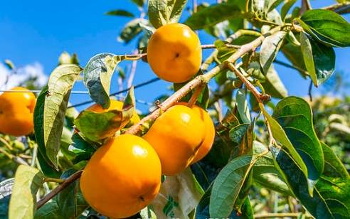 柿子樹繁殖方法 柿子樹繁殖方法