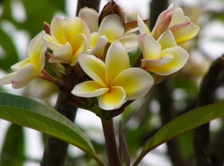 雞蛋花養護技巧