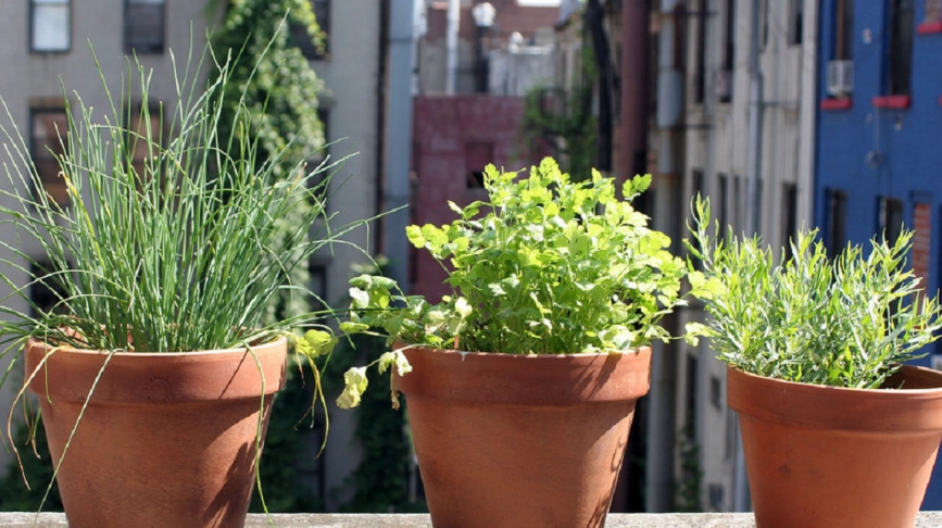 植物曬太陽葉子下垂