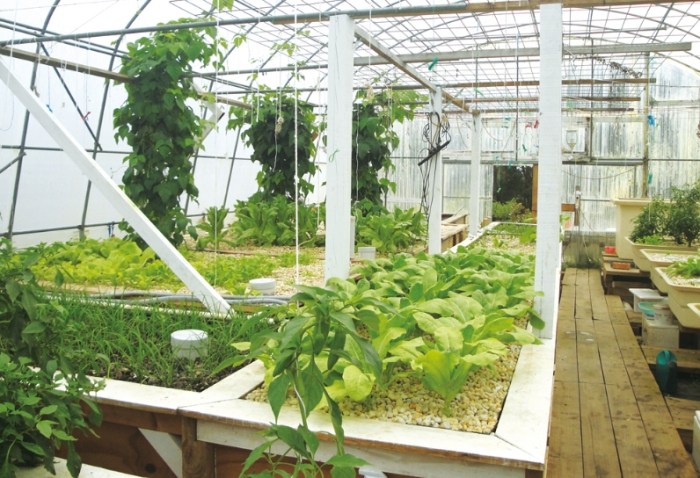 Aquaponics 植物選擇 Aquaponics 植物選擇