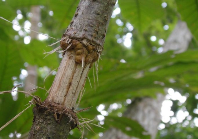 壓條法步驟 壓條法步驟
