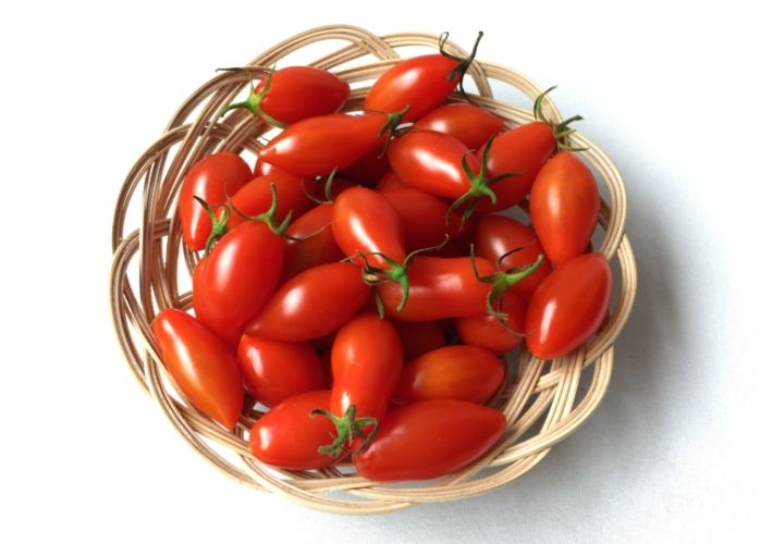 番茄開花條件 番茄開花條件