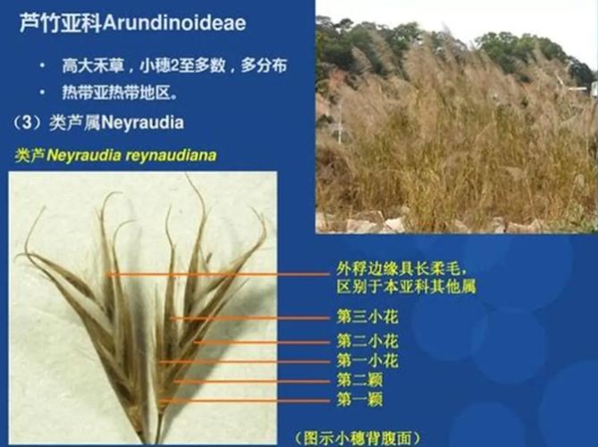 莎草科植物特徵