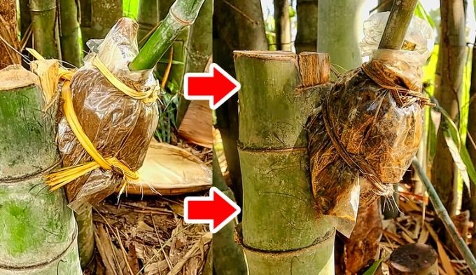 竹子高壓法 竹子高壓法