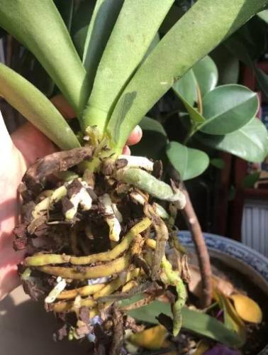 蝴蝶蘭黑斑 蝴蝶蘭黑斑