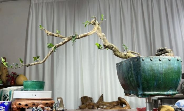 盆栽修剪步驟 盆栽修剪步驟