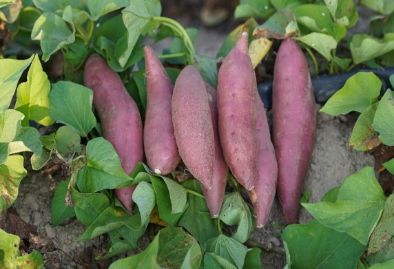 番薯用什麼來繁殖