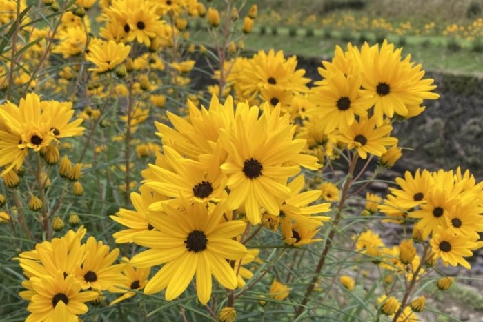 全年開花盆栽 全年開花盆栽