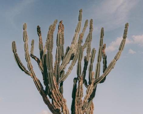 仙人掌黃化原因 仙人掌黃化原因