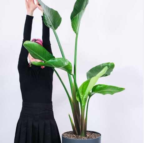 天堂鸟可以种室内吗 天堂鸟可以种室内吗