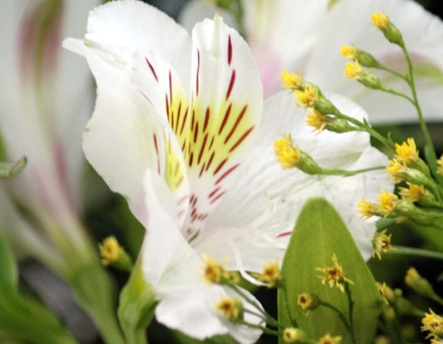 六出花養護 六出花養護