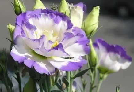 桔梗洋桔梗花語