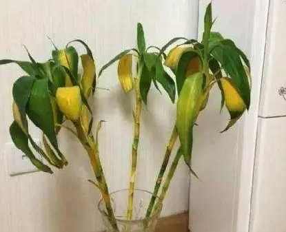 開運竹照顧 開運竹照顧