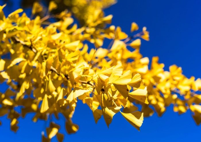 銀杏樹生長週期 銀杏樹生長週期