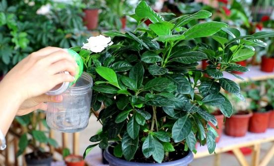 自來水澆花 自來水澆花