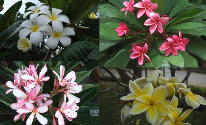 雞蛋花種子處理 雞蛋花種子處理