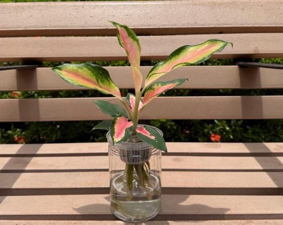 萬年青怎麼修剪