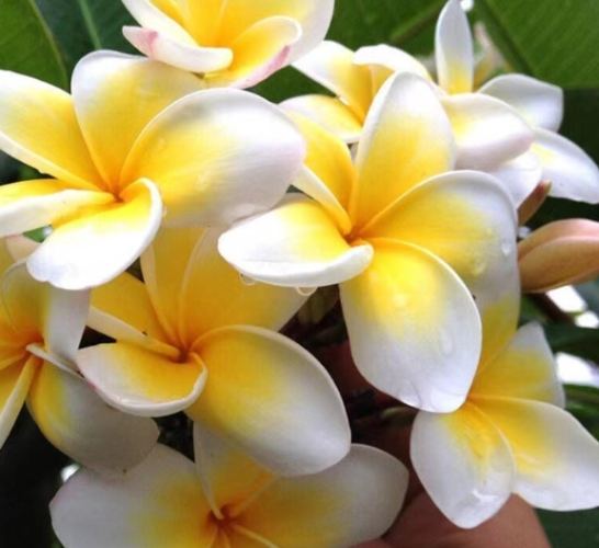 植物曬傷治療 植物曬傷治療