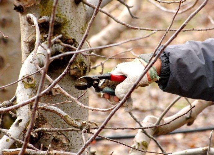 修剪樹木注意事項 修剪樹木注意事項