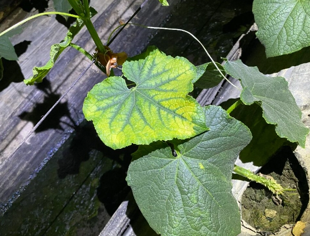 小黃瓜葉子白斑