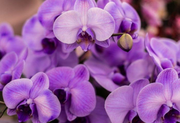 蘭花病蟲害 蘭花病蟲害