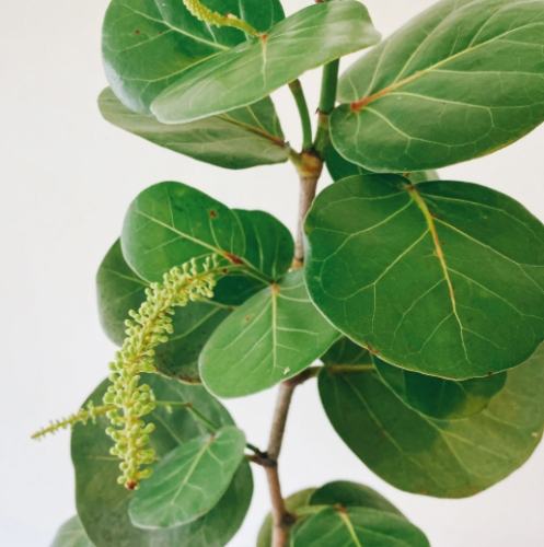 海葡萄植物用途 海葡萄植物用途