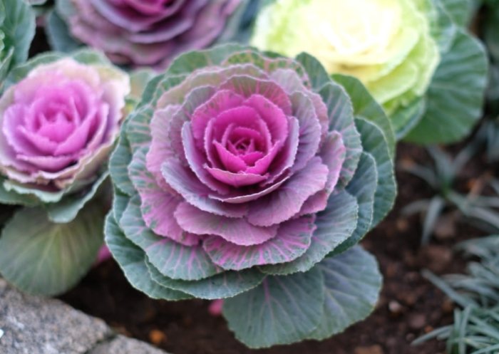 葉牡丹羽衣甘藍種植 葉牡丹羽衣甘藍種植