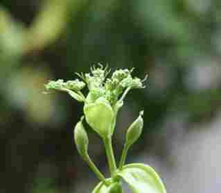 桔梗果實使用 桔梗果實使用