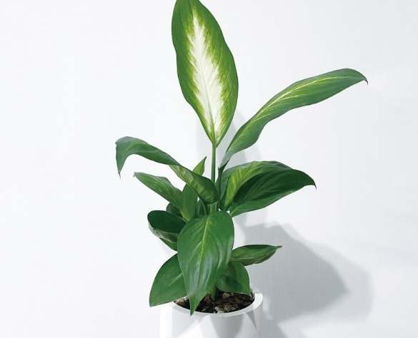 盆栽照顧 盆栽照顧