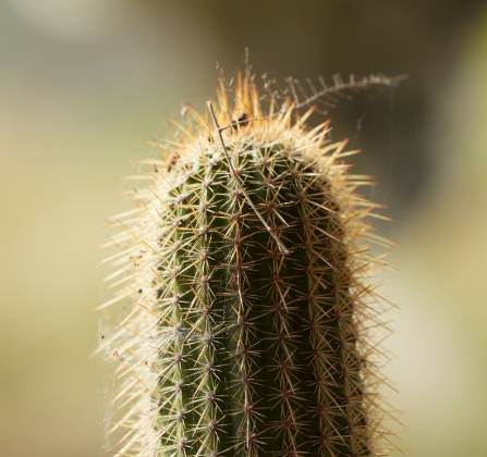 仙人掌變黃原因