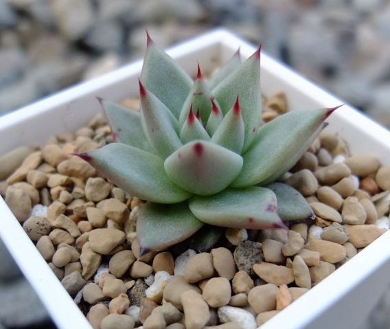 多肉葉孵發芽時間