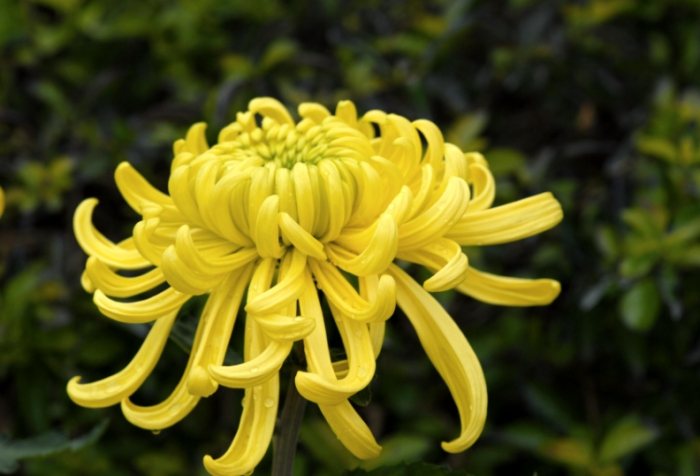 菊花栽培條件 菊花栽培條件