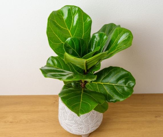 琴葉榕發霉 琴葉榕發霉