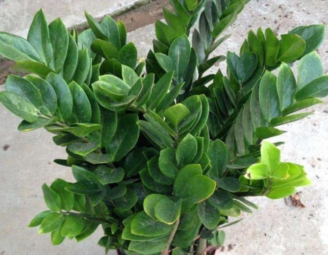 金錢樹球根繁殖 金錢樹球根繁殖