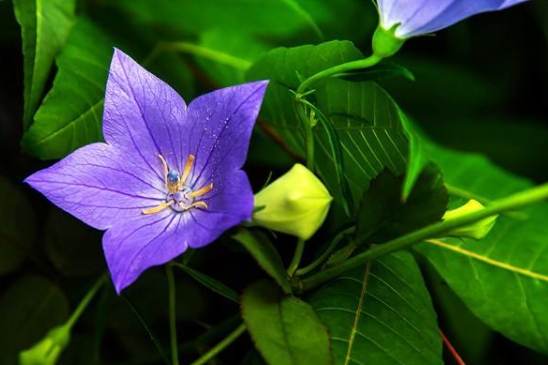 藍色桔梗種植 藍色桔梗種植