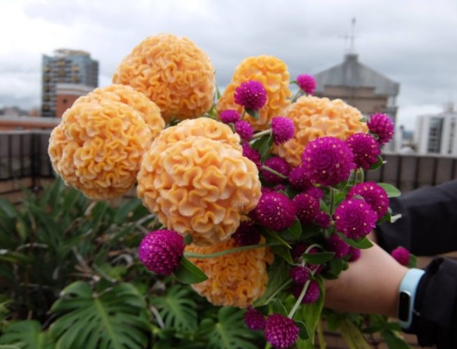 雞蛋花香水 雞蛋花香水