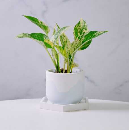 室內植物照顧 室內植物照顧